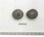 Click for 1 image(s) for this accession. FRUIT